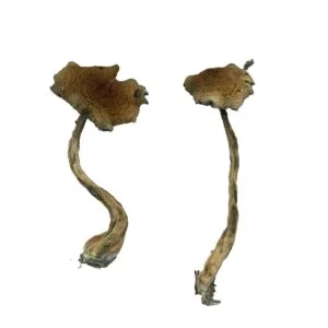 Hongos Alacabenzi