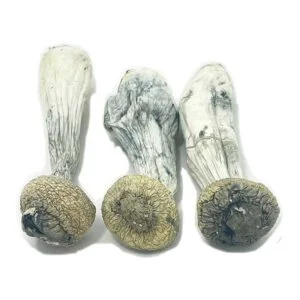 Hongos de envidia del pene albino
