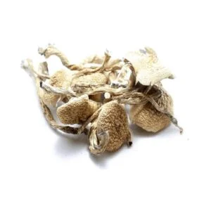 Hongos amazónicos