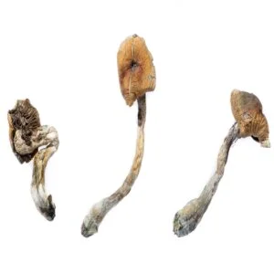 Hongos B+