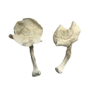 Hongos mágicos de Luisiana