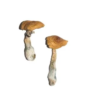 Hongos de envidia del pene