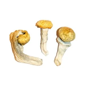 Hongos para la envidia del pene