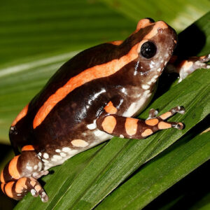 VENENO DE SAPO DE PHRYNOMANTIS BIFASCIATUS
