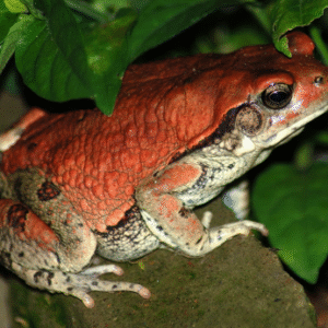 SCHISMADERMA CARENS VENENO DE SAPO